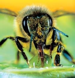 16. Медоносная пчела