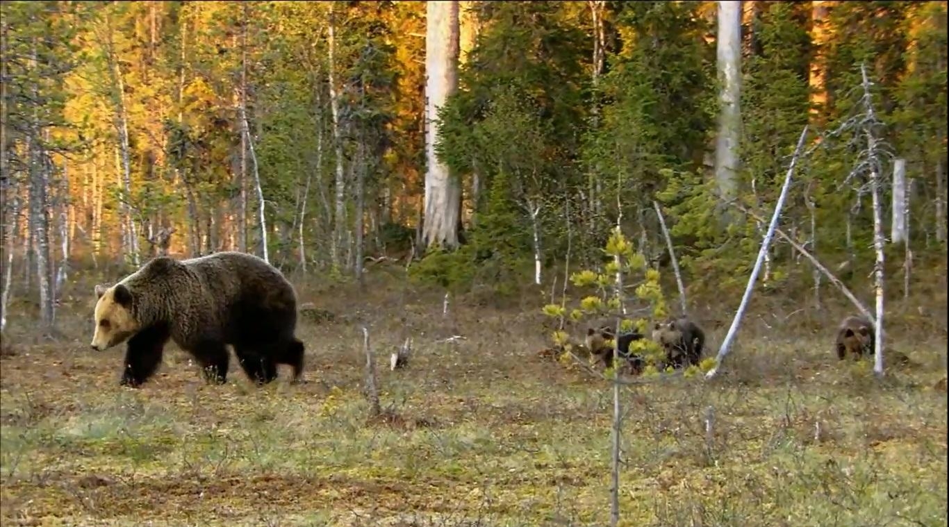 32. Бурый медведь (Ursus ARCTOS) является национальным животным Финляндии